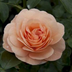 'Sangerhäuser Jubiläumsrose'® Rosa X 'Sangerhäuser Jubiläumsrose'® (Buketrose) A-Kvalitet,- Barrods Roser Min. 3 Grene -Sirius Butik p35411 53648 rosa x sangerhaeuser jubilaeumsrose buketrose 0488
