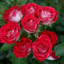 'Schöne Koblenzerin'® (Syn. Pigen Fra Fyn) Rosa X 'Schöne Koblenzerin'® (Buketrose) A-Kvalitet,- Barrods Roser Min. 3 Grene -Sirius Butik p35412 53655 rosa x schoene koblenzerin buketrose 1b61