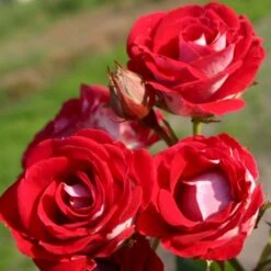 'Schöne Koblenzerin'® (Syn. Pigen Fra Fyn) Rosa X 'Schöne Koblenzerin'® (Buketrose) A-Kvalitet,- Barrods Roser Min. 3 Grene -Sirius Butik p35412 53656 rosa x schoene koblenzerin buketrose 7f61