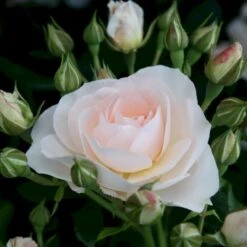 'Sirius'® Rosa X 'Sirius'® (Buketrose) A-Kvalitet,- Barrods Roser Min. 3 Grene -Sirius Butik p35415 54039 rosa x sirius buketrose e113