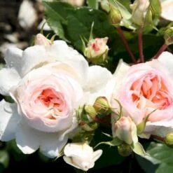 'Stephanie Baronin Zu Guttenberg'® Rosa X 'Stephanie Baronin Zu Guttenberg'® (Buketrose) A-Kvalitet,- Barrods Roser Min. 3 Grene