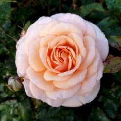 'Sweet Honey'® Rosa X 'Sweet Honey'® (Buketrose) A-Kvalitet,- Barrods Roser Min. 3 Grene -Sirius Butik p35418 53665 rosa x sweet honey buketrose 2704