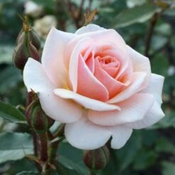 'Sweet Honey'® Rosa X 'Sweet Honey'® (Buketrose) A-Kvalitet,- Barrods Roser Min. 3 Grene -Sirius Butik p35418 53666 rosa x sweet honey buketrose 59e7