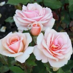 'Sweet Honey'® Rosa X 'Sweet Honey'® (Buketrose) A-Kvalitet,- Barrods Roser Min. 3 Grene -Sirius Butik p35418 53667 rosa x sweet honey buketrose 054a