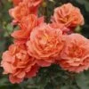 'Theodor Fontane Rose'® Rosa X 'Theodor Fontane Rose'® (Buketrose) A-Kvalitet,- Barrods Roser Min. 3 Grene