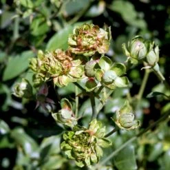 'Viridiflora' (Den Grønne Rose) Rosa Chinensis 'Viridiflora' (Kinarose) A-Kvalitet,- Barrods Roser Min. 3 Grene -Sirius Butik p35420 51747 rosa chinensis viridiflora kinarose 3b75