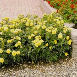 'Sun™ Hit'® Rosa X 'Sun™ Hit'® (Miniaturerose) A-Kvalitet,- Barrods Roser Min. 3 Grene -Sirius Butik p35439 52064 rosa x sun hit miniaturerose 2028