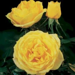 'Sun™ Hit'® Rosa X 'Sun™ Hit'® (Miniaturerose) A-Kvalitet,- Barrods Roser Min. 3 Grene -Sirius Butik p35439 52065 rosa x sun hit miniaturerose 9a59