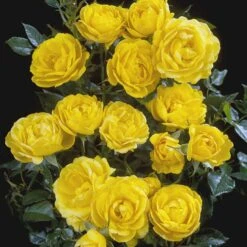 'Sun™ Hit'® Rosa X 'Sun™ Hit'® (Miniaturerose) A-Kvalitet,- Barrods Roser Min. 3 Grene -Sirius Butik p35439 52066 rosa x sun hit miniaturerose a36c