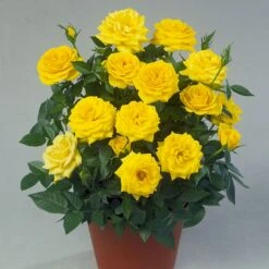 'Sun™ Hit'® Rosa X 'Sun™ Hit'® (Miniaturerose) A-Kvalitet,- Barrods Roser Min. 3 Grene -Sirius Butik p35439 52067 rosa x sun hit miniaturerose 9536