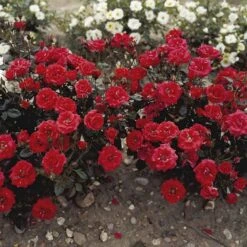 'Top™ Hit'® Rosa X 'Top™ Hit'® (Miniaturerose) A-Kvalitet,- Barrods Roser Min. 3 Grene -Sirius Butik p35440 52069 rosa x top hit miniaturerose 39cd