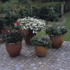 'Top™ Hit'® Rosa X 'Top™ Hit'® (Miniaturerose) A-Kvalitet,- Barrods Roser Min. 3 Grene -Sirius Butik p35440 52070 rosa x top hit miniaturerose 3bc7