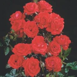 'Top™ Hit'® Rosa X 'Top™ Hit'® (Miniaturerose) A-Kvalitet,- Barrods Roser Min. 3 Grene -Sirius Butik p35440 52071 rosa x top hit miniaturerose 688f
