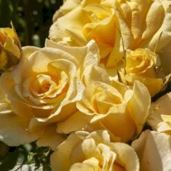 'Gyldensteen'™ Rosa X 'Gyldensteen'™ (Slotsrose) A-Kvalitet,- Barrods Roser Min. 3 Grene 7 'Gyldensteen'™ Rosa X 'Gyldensteen'™ (Slotsrose) A-Kvalitet,- Barrods Roser Min. 3 Grene -Sirius Butik p35443 51803 rosa x gyldensteen slotsrose 1af5