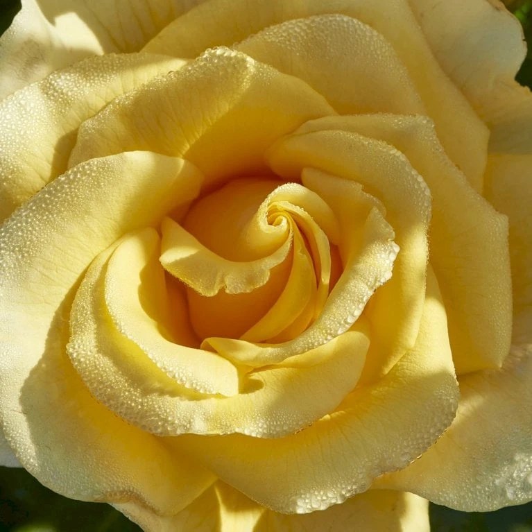 'Gyldensteen'™ Rosa X 'Gyldensteen'™ (Slotsrose) A-Kvalitet,- Barrods Roser Min. 3 Grene 4 'Gyldensteen'™ Rosa X 'Gyldensteen'™ (Slotsrose) A-Kvalitet,- Barrods Roser Min. 3 Grene - Billede 4