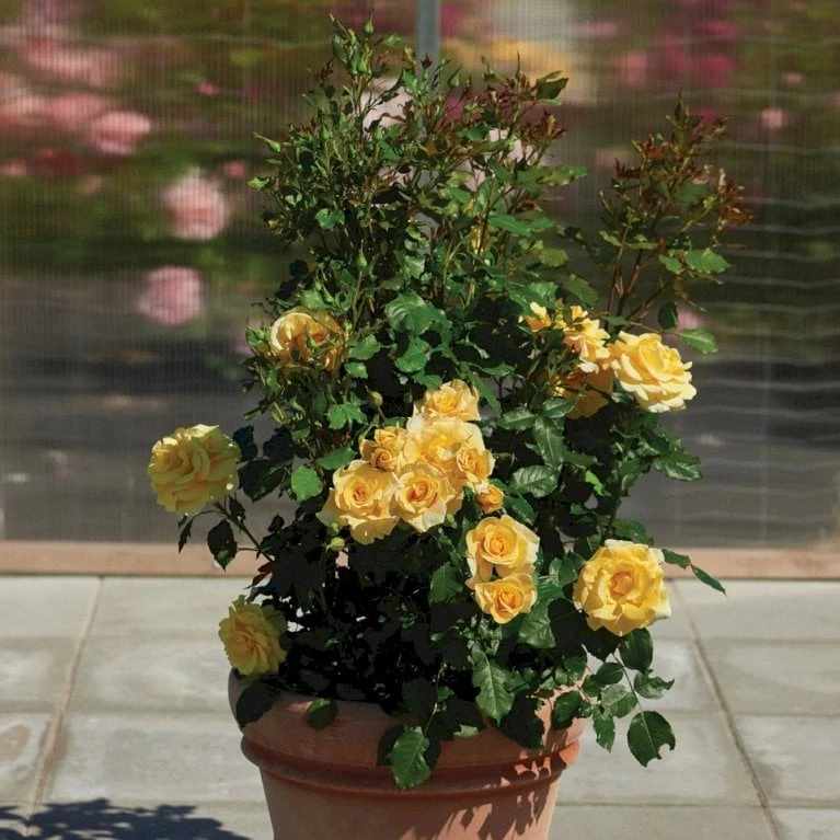 'Gyldensteen'™ Rosa X 'Gyldensteen'™ (Slotsrose) A-Kvalitet,- Barrods Roser Min. 3 Grene 5 'Gyldensteen'™ Rosa X 'Gyldensteen'™ (Slotsrose) A-Kvalitet,- Barrods Roser Min. 3 Grene - Billede 5