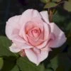 'Skagens Jubilæumsrose'™ (syn. 'Broads'™) Rosa X 'Skagens Jubilæumsrose'™ (Buketrose) A-Kvalitet,- Barrods Roser Min. 3 Grene