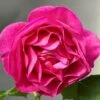 'The Fairy-tale Rose'™ Rosa X 'The Fairy-tale Rose'™ (Slotsrose) A-Kvalitet,- Barrods Roser Min. 3 Grene