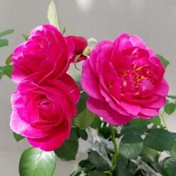 'The Fairy-tale Rose'™ Rosa X 'The Fairy-tale Rose'™ (Slotsrose) A-Kvalitet,- Barrods Roser Min. 3 Grene -Sirius Butik p35445 51871 rosa x the fairy tale rose slotsrose f749