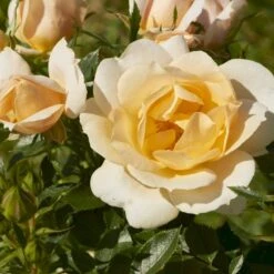 'Amber Cover'® Rosa X 'Amber Cover'® (Bunddækkerose) A-Kvalitet,- Barrods Roser Min. 3 Grene -Sirius Butik p354 51922 rosa x amber cover bunddaekkerose d7ee