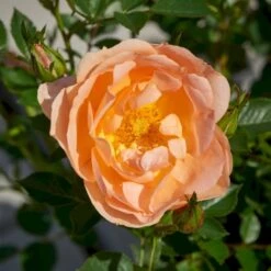 'Amber Cover'® Rosa X 'Amber Cover'® (Bunddækkerose) A-Kvalitet,- Barrods Roser Min. 3 Grene -Sirius Butik p354 51923 rosa x amber cover bunddaekkerose b3b6