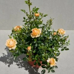 'Amber Cover'® Rosa X 'Amber Cover'® (Bunddækkerose) A-Kvalitet,- Barrods Roser Min. 3 Grene -Sirius Butik p354 51924 rosa x amber cover bunddaekkerose 23fe