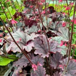 Alunrod 'Grape Timeless' Heuchera 'Grape Timeless' 1 Liter Potte -Sirius Butik p35535 52806 heuchera grape timeless 5b79