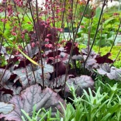 Alunrod 'Grape Timeless' Heuchera 'Grape Timeless' 1 Liter Potte -Sirius Butik p35535 52807 heuchera grape timeless 4de2