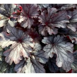 Alunrod 'Timeless Treasure' Heuchera 'Timeless Treasure' 1 Liter Potte -Sirius Butik p35583 37561 heuchera timeless treasure 4915