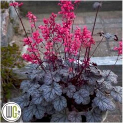 Alunrod 'Timeless Treasure' Heuchera 'Timeless Treasure' 1 Liter Potte -Sirius Butik p35583 40700 heuchera timeless treasure 732f