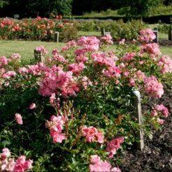 'Bayernland Cover'® Rosa X 'Bayernland Cover'® (Bunddækkerose) A-Kvalitet,- Barrods Roser Min. 3 Grene -Sirius Butik p355 51927 rosa x bayernland cover bunddaekkerose a972