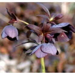 Julerose Hybrid 'Metallic Blue Lady' Helleborus Hybrid 'Metallic Blue Lady' 1 Liter Potte -Sirius Butik p35684 37866 helleborus hybrid metallic blue lady b946