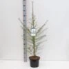 Europæisk Lærk Larix Decidua Potte 5,0 Liter,- 80-100 Cm.