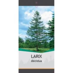 Europæisk Lærk Larix Decidua Potte 5,0 Liter,- 80-100 Cm. -Sirius Butik p35689 38865 image 4cdd