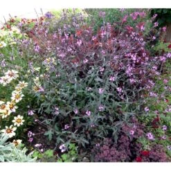 Læge-Jernurt 'Bampton' Verbena Officinalis 'Bampton' 1 Liter Potte -Sirius Butik p35694 40170 verbena officinalis bampton ceca