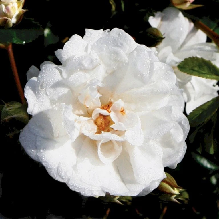 'Brilliant Cover'® Rosa X 'Brilliant Cover'® (Bunddækkerose) A-Kvalitet,- Barrods Roser Min. 3 Grene 1 'Brilliant Cover'® Rosa X 'Brilliant Cover'® (Bunddækkerose) A-Kvalitet,- Barrods Roser Min. 3 Grene