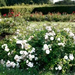 'Brilliant Cover'® Rosa X 'Brilliant Cover'® (Bunddækkerose) A-Kvalitet,- Barrods Roser Min. 3 Grene 8 'Brilliant Cover'® Rosa X 'Brilliant Cover'® (Bunddækkerose) A-Kvalitet,- Barrods Roser Min. 3 Grene -Sirius Butik p356 51929 rosa x brilliant cover bunddaekkerose 3e20