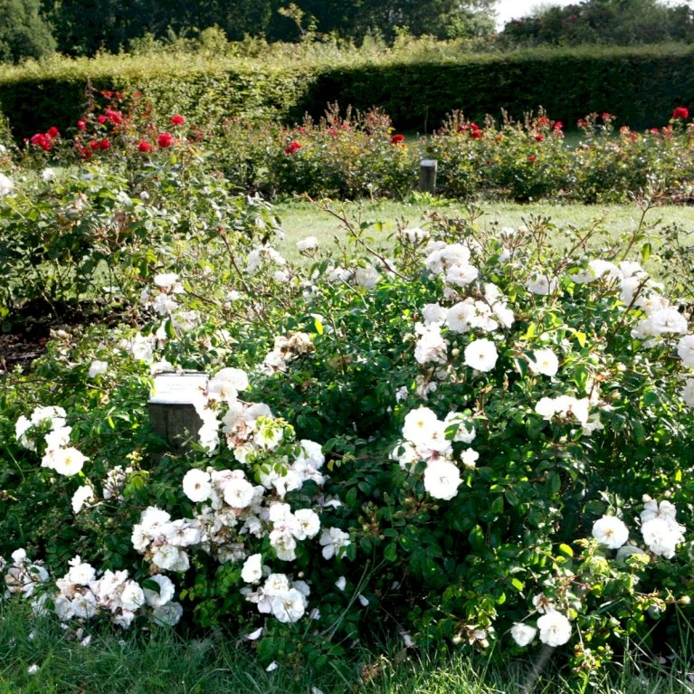 'Brilliant Cover'® Rosa X 'Brilliant Cover'® (Bunddækkerose) A-Kvalitet,- Barrods Roser Min. 3 Grene 3 'Brilliant Cover'® Rosa X 'Brilliant Cover'® (Bunddækkerose) A-Kvalitet,- Barrods Roser Min. 3 Grene - Billede 3