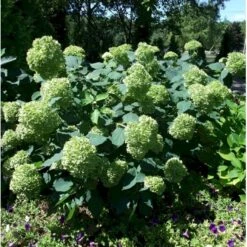 Træagtig Hortensia 'Lime Rickey' Hydrangea Arborescens 'Lime Rickey' Potte 3,0 Liter,- 25-30 Cm. -Sirius Butik p35739 40222 hydrangea arborescens lime rickey 3e5a