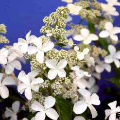 Kompakt Syrén-Hortensia 'Petit Star' Hydrangea Paniculata 'Petit Star' Potte 3,0 Liter,- 30-40 Cm. -Sirius Butik p35747 47368 hydrangea paniculata petit star 0d8a