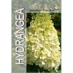 Syrén-Hortensia 'Polar Bear' Hydrangea Paniculata 'Polar Bear' Potte 3,0 Liter,- 30-40 Cm. -Sirius Butik p35748 38372 image d8df