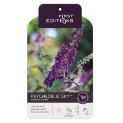 Sommerfuglebusk 'Phycedelic Sky' Buddleja Davidii 'Phycedelic Sky' Potte 3,5 Liter,- 30-50 Cm. 5 Sommerfuglebusk 'Phycedelic Sky' Buddleja Davidii 'Phycedelic Sky' Potte 3,5 Liter,- 30-50 Cm. -Sirius Butik p35765 38475 image 54ac