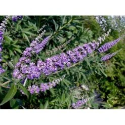 Vitex Agnus-Castus 'Delta Blues' Vitex Agnus-cactus 'Delta Blues' Potte 3,5 Liter,- 30-50 Cm. -Sirius Butik p35772 49093 vitex agnus cactus delta blues c7c5