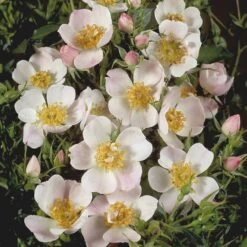 'Butterflies'™ Rosa X 'Butterflies'™ (Bunddækkerose) A-Kvalitet,- Barrods Roser Min. 3 Grene -Sirius Butik p357 51932 rosa x butterflies bunddaekkerose 7c21