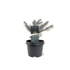 Blågran 'Karpaten' Picea Pungens 'Karpaten' Potte 3,0 Liter,- 20-25 Cm. -Sirius Butik p35834 43353 picea pungens karpaten b653