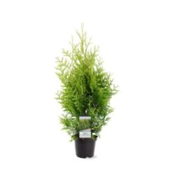 Almindelig Thuja 'Golden Brabant' Thuja Occidentalis 'Golden Brabant' Potte 3,0 Liter,- 60-70 Cm.