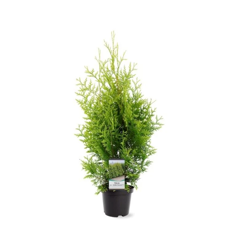 Almindelig Thuja 'Golden Brabant' Thuja Occidentalis 'Golden Brabant' Potte 3,0 Liter,- 60-70 Cm. 1 Almindelig Thuja 'Golden Brabant' Thuja Occidentalis 'Golden Brabant' Potte 3,0 Liter,- 60-70 Cm.