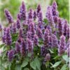 Anisisop 'Beelicious Purple' Agastache 'Beelicious Purple' 1 Liter Potte
