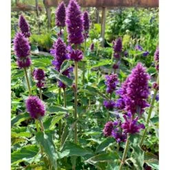 Anisisop 'Beelicious Purple' Agastache 'Beelicious Purple' 1 Liter Potte -Sirius Butik p35843 48907 agastache beelicious purple 0c8b