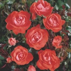 'Cadillac'™ Rosa X 'Cadillac'™ (Slotsrose) A-Kvalitet,- Barrods Roser Min. 3 Grene -Sirius Butik p35863 51768 rosa x cadillac slotsrose 9025